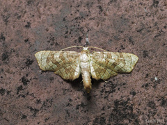 Opula lepida