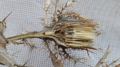Metzneria aestivella