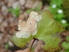 Phytomyza abdominalis