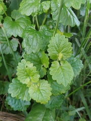 Glechoma hederacea