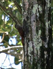 Lepidocolaptes souleyetii