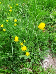 Ranunculus millefolius