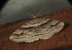Syneora cheleuta