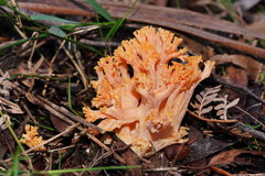 Ramaria anziana