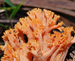 Ramaria anziana