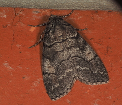 Smyriodes aplectaria