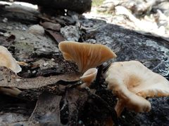 Singerocybe clitocyboides