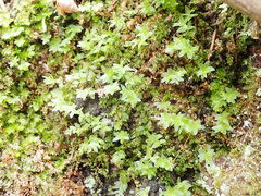 Mnium marginatum