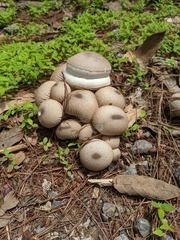 Lycoperdon