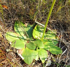Hermas ciliata
