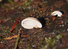 Panellus luxfilamentus