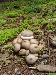 Lycoperdon