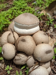 Lycoperdon