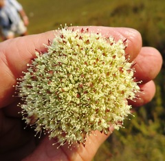 Hermas ciliata