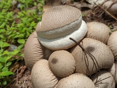 Lycoperdon
