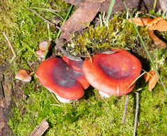 Russula persanguinea