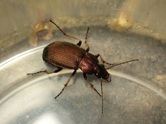Chlaenius tibialis