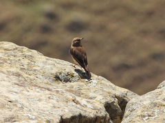 Phoenicurus phoenicurus