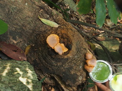 Gymnopilus dilepis