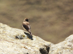 Phoenicurus phoenicurus