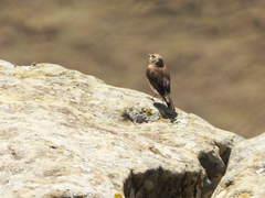 Phoenicurus phoenicurus