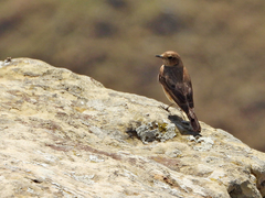 Phoenicurus phoenicurus