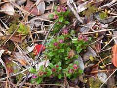 Gentianella concinna