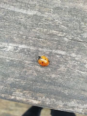 Coccinella septempunctata