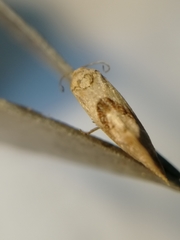 Cochylidia implicitana