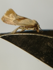 Cochylidia implicitana