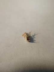 Cochylidia implicitana