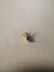 Cochylidia implicitana