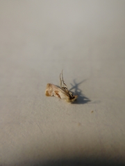 Cochylidia implicitana