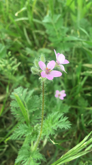 Erodium cicutarium