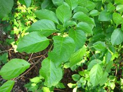 Ilex macropoda pseudomacropoda