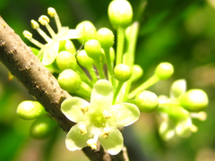 Ilex macropoda pseudomacropoda