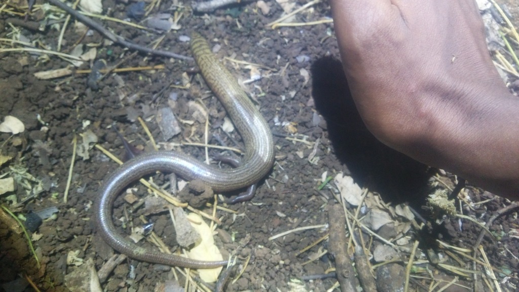 Yellow Skink