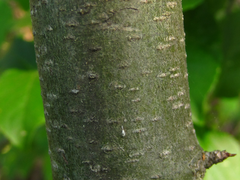 Ilex macropoda pseudomacropoda