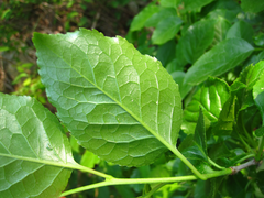 Ilex macropoda pseudomacropoda
