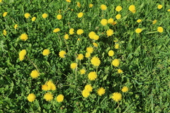 Taraxacum officinale