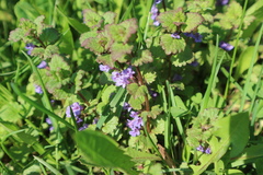 Glechoma hederacea