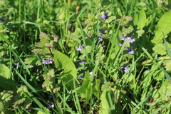 Glechoma hederacea