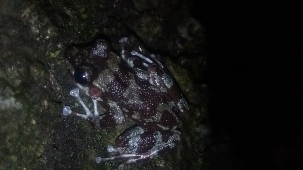 Tsingymantis