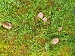 Entoloma clypeatum