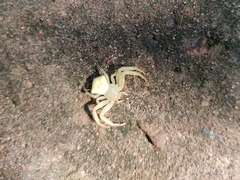 Thomisus okinawensis