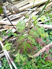 Chaerophyllum temulum