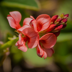 Indigofera dimidiata