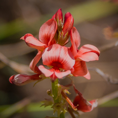 Indigofera dimidiata