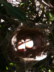 Gavicalis fasciogularis