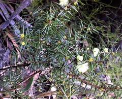 Acacia asparagoides